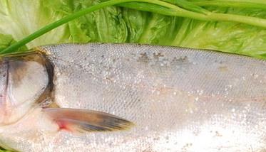 鲢鱼的营养价值 鲢鱼的营养价值和功效