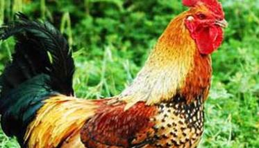 种鸡的饲养管理应掌握的技术要点 种鸡的饲养管理应掌握的技术要点有哪些