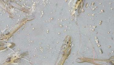 中国对虾养殖的池水如何调控 虾应该怎么养水池里