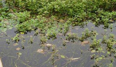 河蟹养殖要注意哪三个方面 养河蟹的基本知识