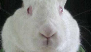 兔大肠杆菌症状 兔大肠杆菌症状图片