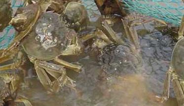 如何养殖螃蟹 螃蟹养殖需要什么条件