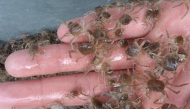 蟹苗一般多少钱一斤 养河蟹一亩地收入
