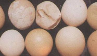 畸形蛋图片及其产生的原因（畸形蛋的判断依据）