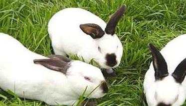 兔子的繁殖能力有多强（养100只兔子一年能赚多少钱）