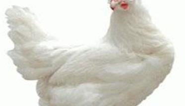 介绍三个白壳蛋鸡品种 白皮鸡蛋是什么品种鸡