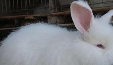 如何提高长毛兔兔毛的产量和质量（如何提高长毛兔兔毛的产量和质量水平）