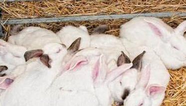 不同时期肉兔的饲养管理 肉兔的饲养与管理