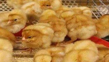 雏鸡的饲养管理应注意哪些问题（雏鸡的饲养管理关键技术）