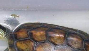 乌龟饲养管理
