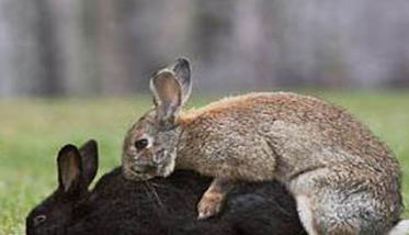 种公兔一天最多可以配几只母兔（种公兔一天最多可以配几只母兔呢）