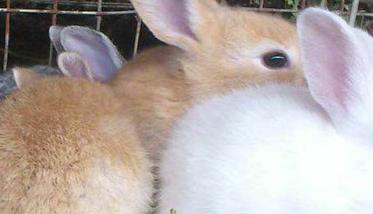 母兔繁殖期有多久（母兔繁殖期有多久）