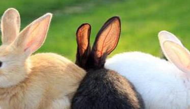 春季兔子易患哪些疾病