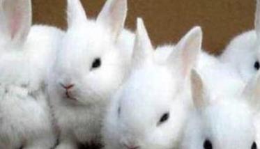 幼兔饲养温度管理：温度对幼兔的影响有多大？
