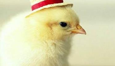 种公鸡的饲养管理要点有哪些 种公鸡的饲养管理要点有哪些呢