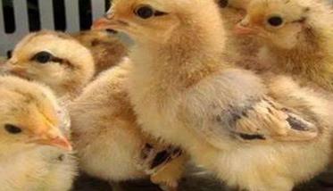 育雏鸡的温度和湿度及采光要求 育雏鸡温度控制标准