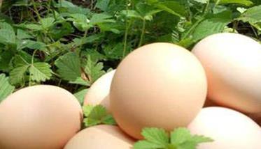 种蛋受精率大概是多少?如何提高种蛋受精率