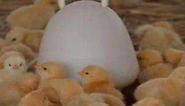 雏鸡的饲养管理技术：饮水、开食与温湿度控制