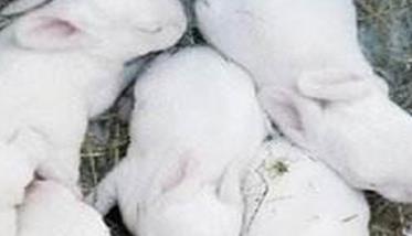 仔兔的饲养管理要点，仔兔睡眠期管理的方法
