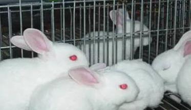 兔葡萄球菌病的主要症状有哪些（兔葡萄球菌病怎么治疗）