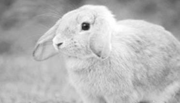兔大肠杆菌病如何治疗 兔大肠杆菌用什么药