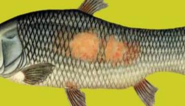 鱼赤皮病有什么症状