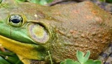 季节变化对牛蛙越冬的影响