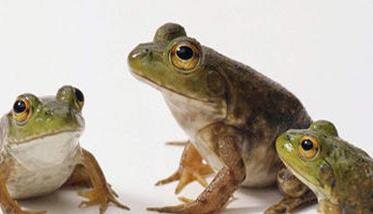 牛蛙饲料有哪些品种 牛蛙饲料有哪些品种图片