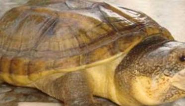 乌龟的寿命有多长