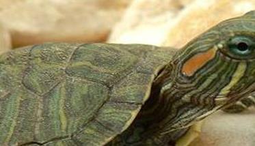 乌龟是长寿的象征
