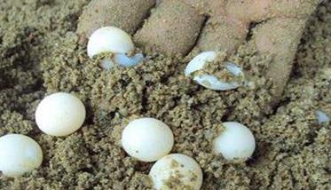 乌龟卵是什么样的 乌龟卵是什么样的图片