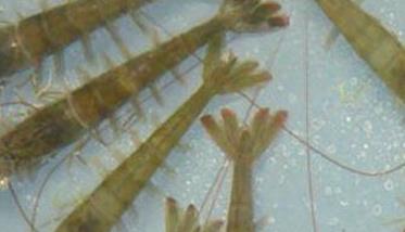 南美白对虾病毒有哪些、怎样防治 南美白对虾病毒有哪些,怎样防治最好