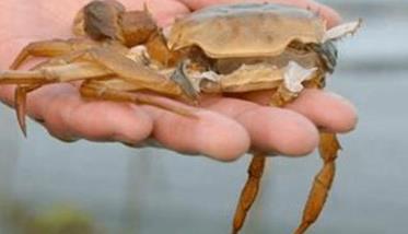 影响河蟹蜕壳因素