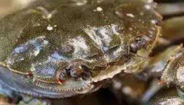 河蟹烂肢病的预防与治疗方法 螃蟹烂肢病