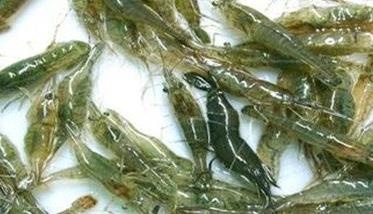 青虾养殖效益分析
