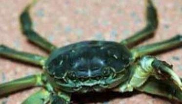 河蟹的寿命一般是多久? 河蟹的寿命一般是多久呢
