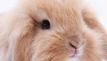 垂耳兔能长多少斤 垂耳兔能长多少斤重