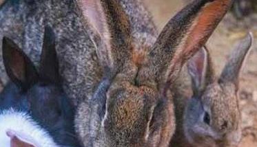 家兔换毛类型包括哪些类型 家兔换毛的意义