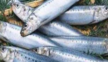 沙丁鱼是什么鱼 沙丁鱼是什么鱼图片大全