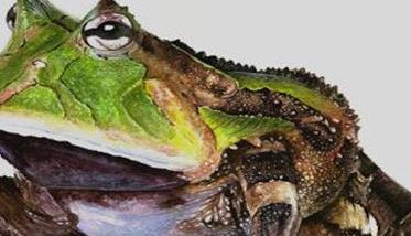 霸王角蛙寿命有多长 霸王角蛙寿命多久