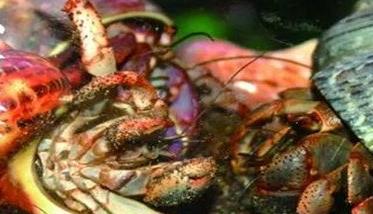 寄居蟹的生活习性 寄居蟹的生活特点