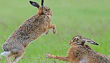 野兔的生活习性和特点（野兔子的特点和生活特征）