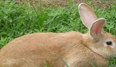 福建黄兔成年几斤，以及福建黄兔能长多大