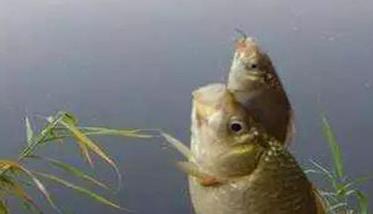 鲫鱼喜欢生活在哪个水层