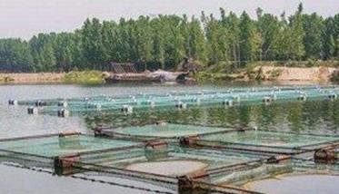 养殖澳洲龙虾的水质条件