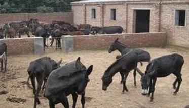 肉驴养殖技术（肉驴养殖技术 肉驴养殖场）