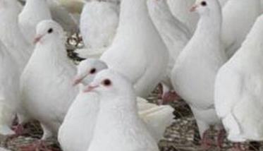 四种春季肉鸽常见病的防治方法（四种春季肉鸽常见病的防治方法有哪些）