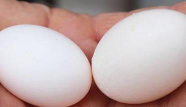 人工孵鸽子蛋温度多少 人工孵鸽子蛋多少天