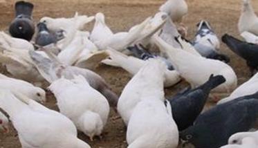 夏季肉鸽养殖必须要注意的六个要点 夏季肉鸽养殖必须要注意的六个要点是