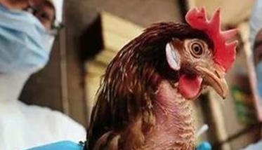 禽流行性感冒的病原是什么